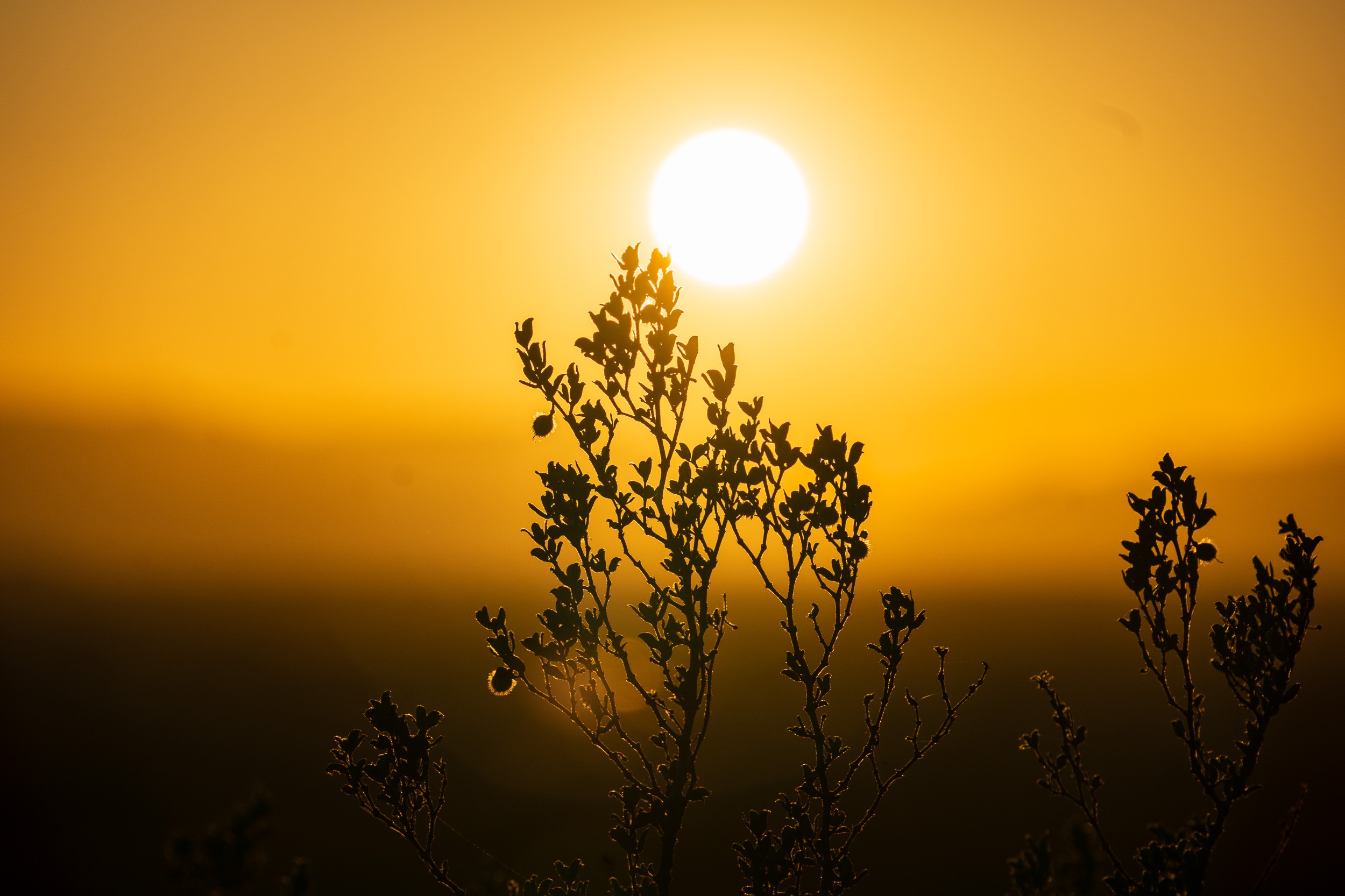 USA 2024 5 Sterne 54